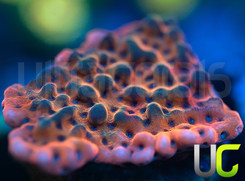 RR Nauti Spiral Monti