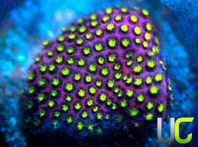 UC Raspberry Pie Stylo