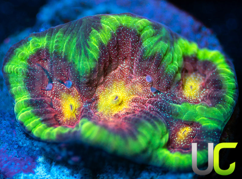 CB Tropical Thunder Favites