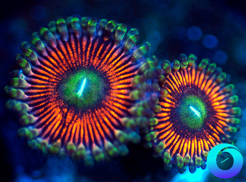 NEW RELEASE: Death Toll