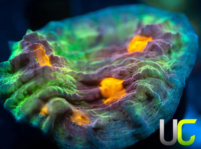 UC Jamberry Mycedium Chalice