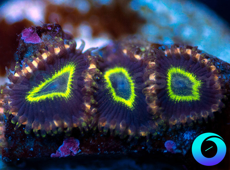 NEW RELEASE: Alien Hornets