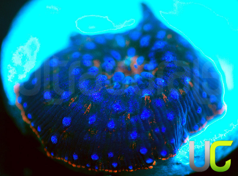 MA Twilight Disco Mushroom