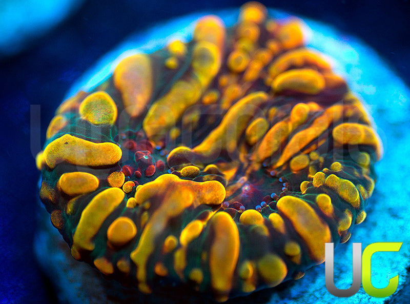 CC Cloudberries Chalice