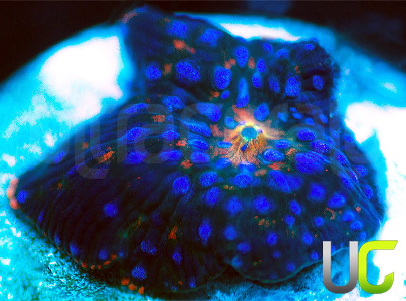 MA Twilight Disco Mushroom