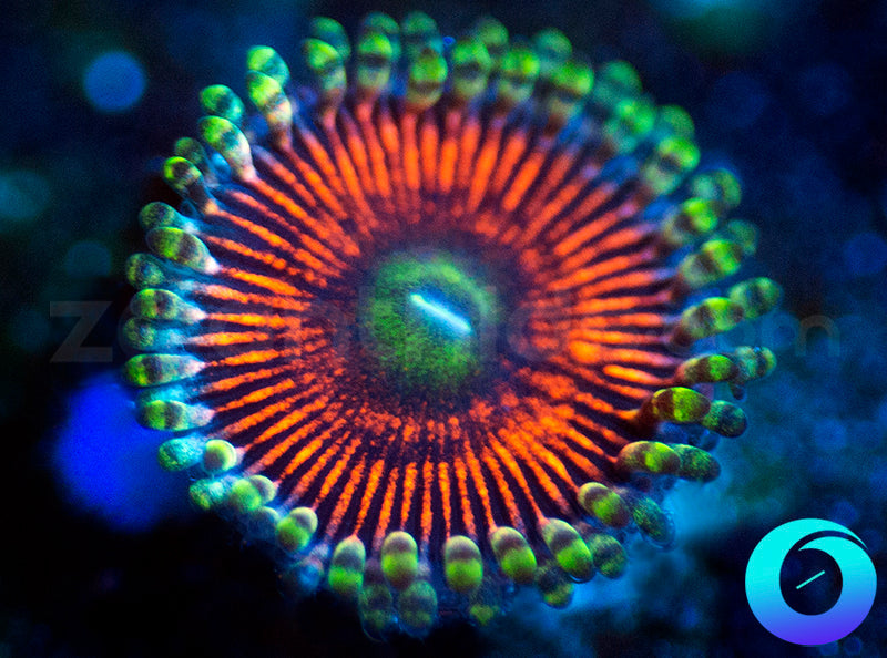 NEW RELEASE: Death Toll