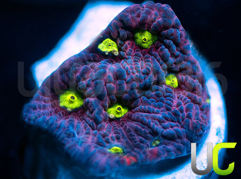 UC Pink Splash Favites