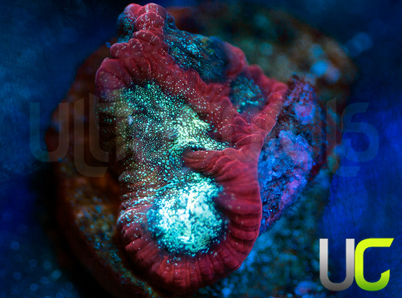 UC Bloody Mary Favites