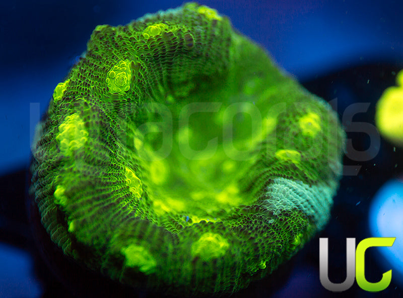 UC Shadow Doom Mycedium Chalice