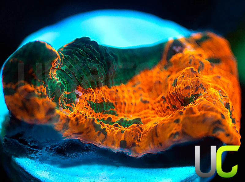 UC Rage Room Chalice