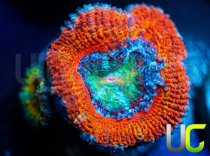 UC Blue Mystique Micro Lord