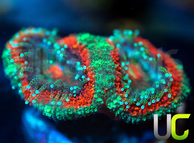 UC Carousel Micro Amakusensis