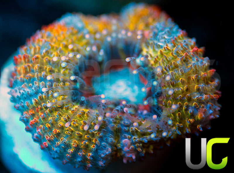 NEW RELEASE: UC Head Hunter Micro Lord