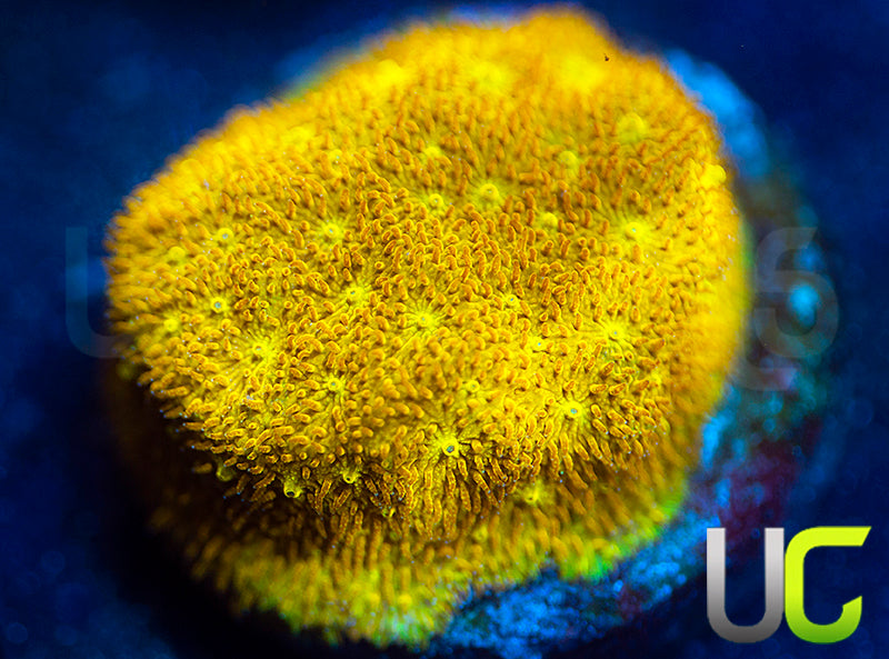 Yellow Yutz Psammocora