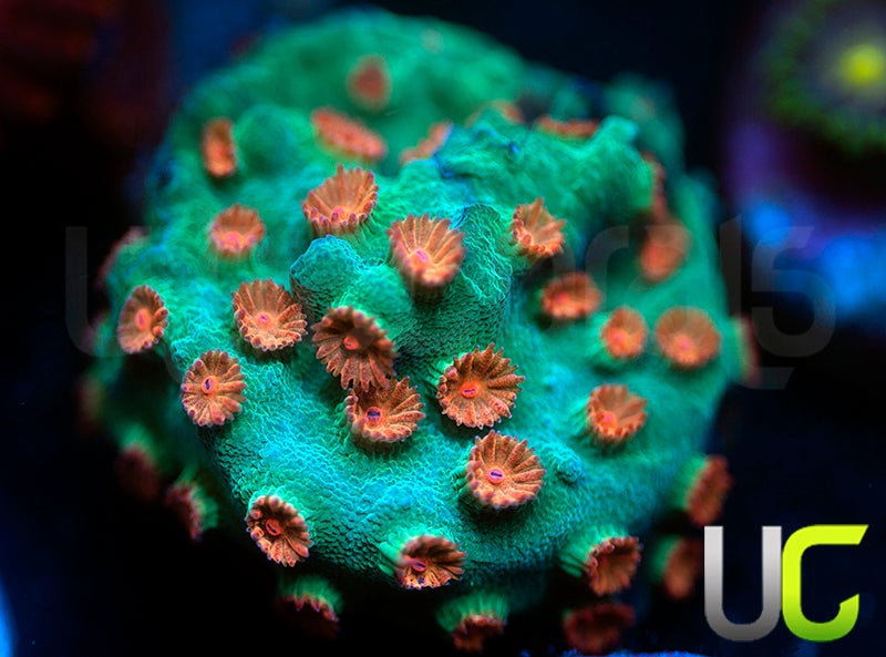 Meteor Shower Cyphastrea