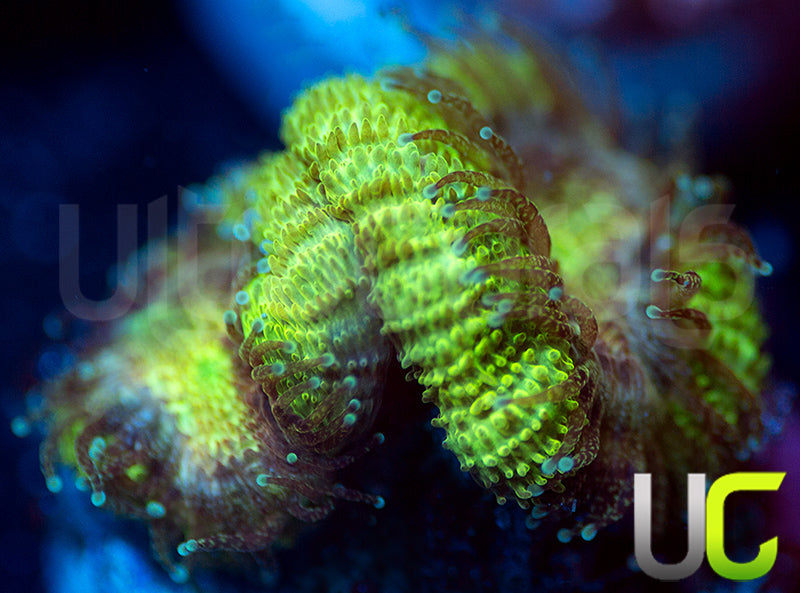 UC Pink Flamingo Micro Lordhowensis