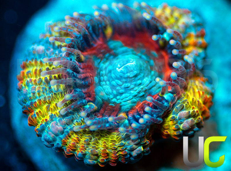 NEW RELEASE: UC Head Hunter Micro Lord