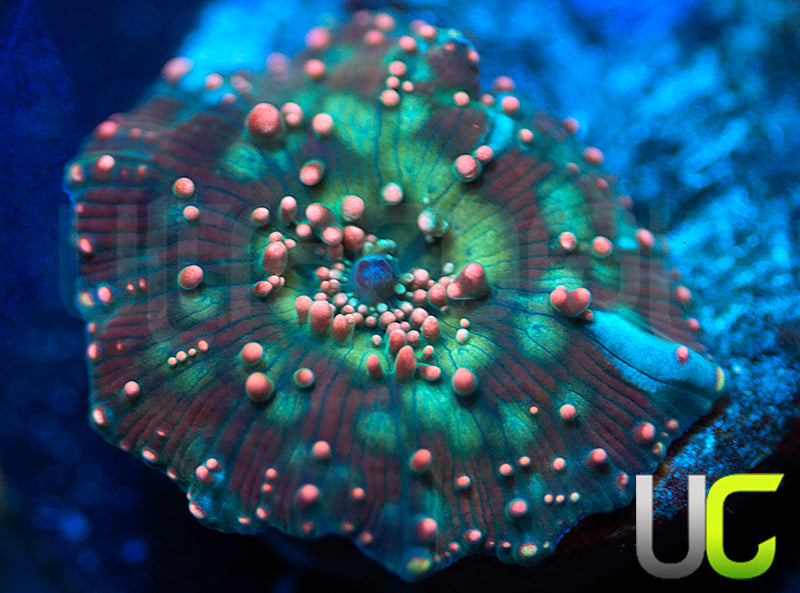 TSA Dragon Lady Bounce Mushroom