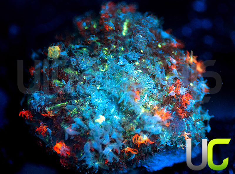 Godspawn Bounce Mushroom