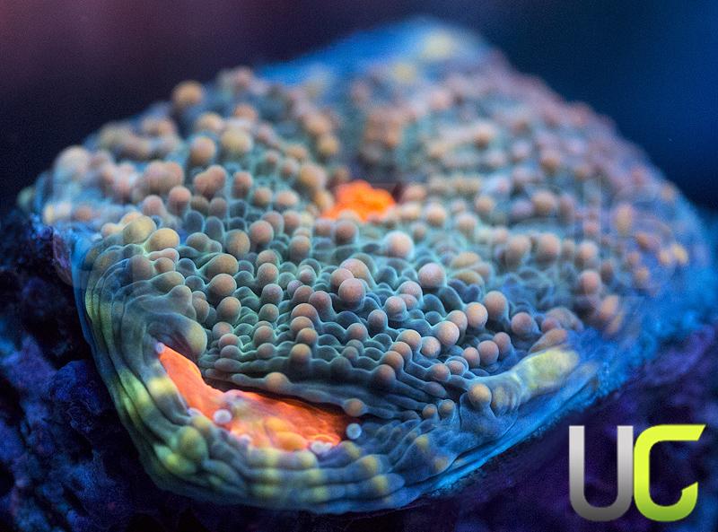 UC Wild and Woolly Echinata