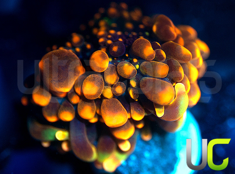 CC Godzilla X Yuma Ricordea