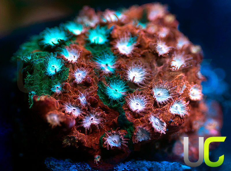JF Fender Bender Cyphastrea