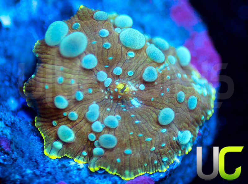 Poseidon Bounce Mushroom