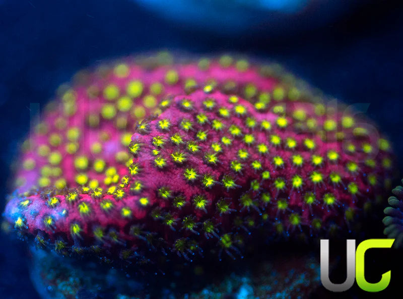 UC Raspberry Pie Stylo