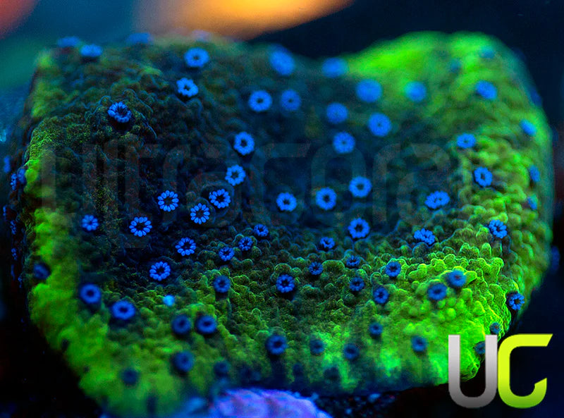 UC Blue Polka Dot Bikini Monti