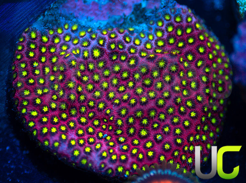 UC Raspberry Pie Stylo