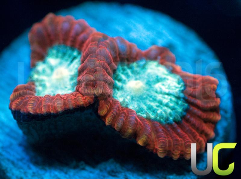 UC Power Ranger Micro Favia