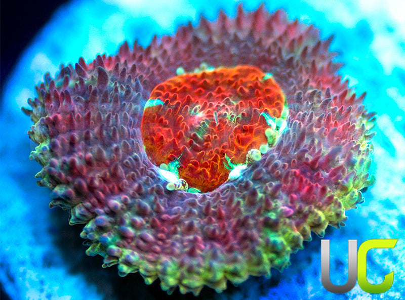 UC Limp Bizkit Micro Amakusensis