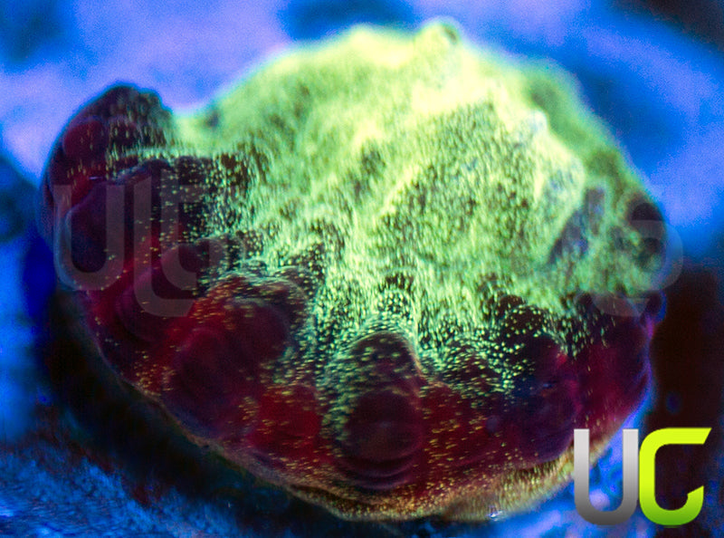 JF Psycho Rainbow Rim Favia