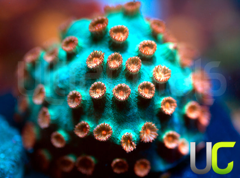 Meteor Shower Cyphastrea