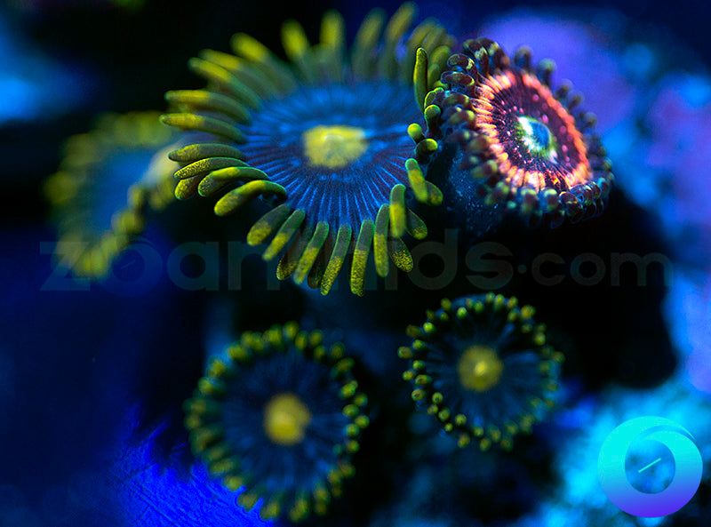 Blue Sky & Pink Zipper