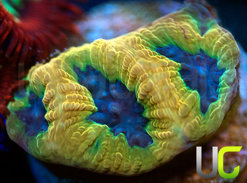 UC Mamba Jamba Favites