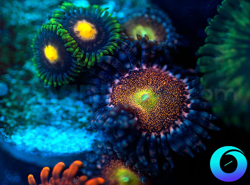 Bloomers & Mohawks Combo