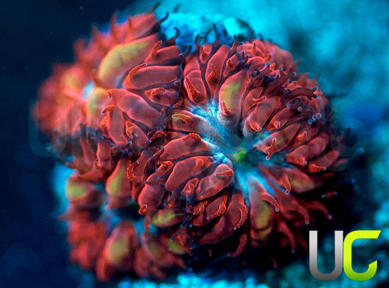 UC Azure Sky Blastos