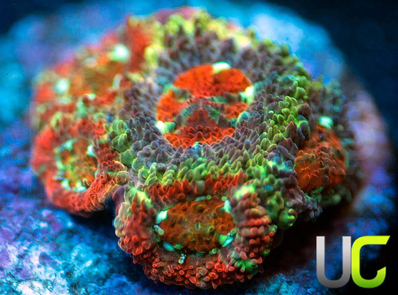 UC Limp Bizkit Micro Amakusensis