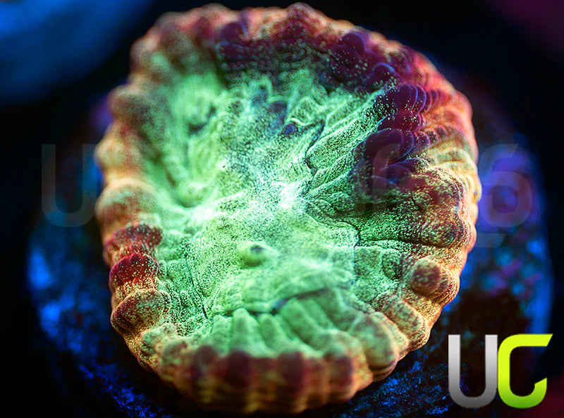 JF Psycho Rainbow Rim Favia