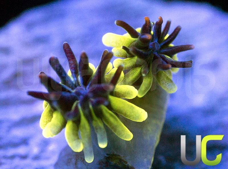 HS Sonic The Hedgehog Galaxia