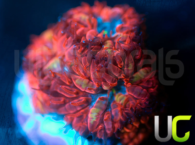 UC Blue Raven Blastos