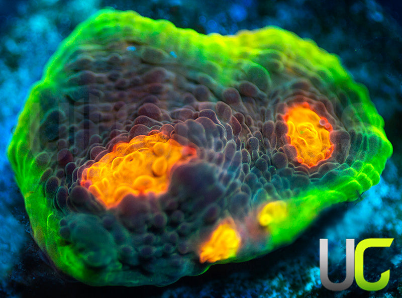 UC Mario Kart Chalice