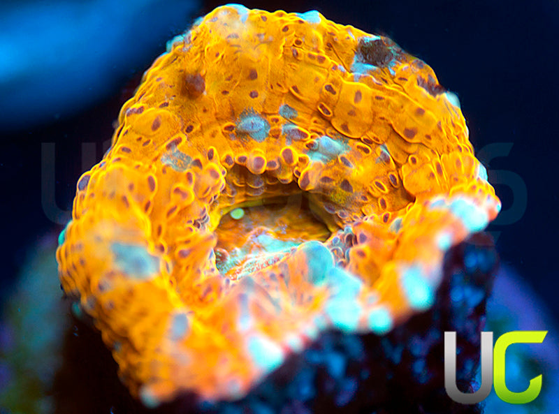 UC Pina Colada Chalice