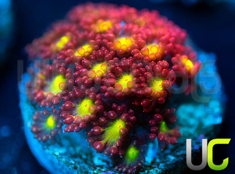 UC Party Crasher Micro Goni