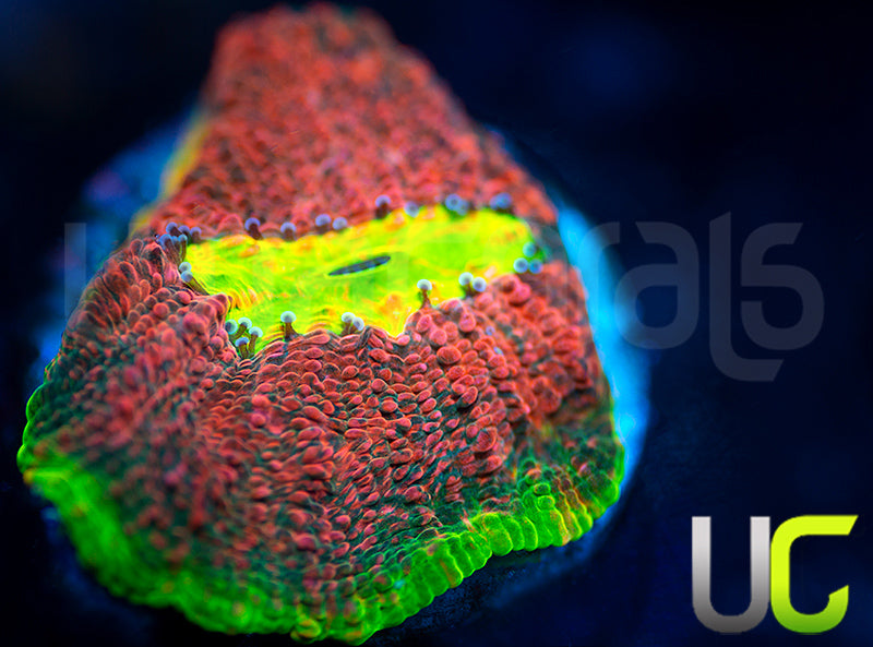 Ultra Watermelon Chalice