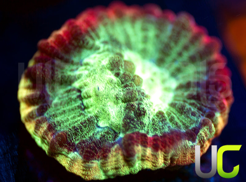 JF Psycho Rainbow Rim Favia