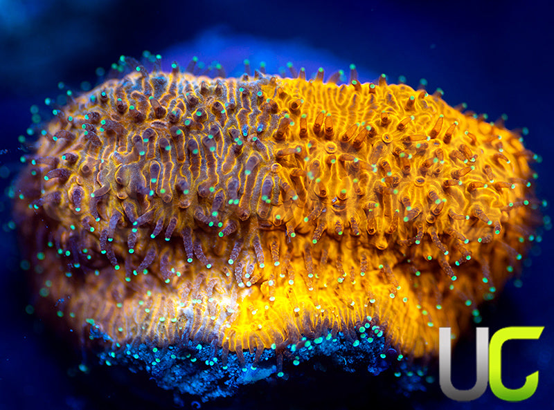 LC Grafted Tiger Litho