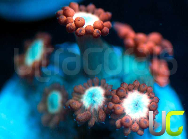 UC Cosmic Candy Goni