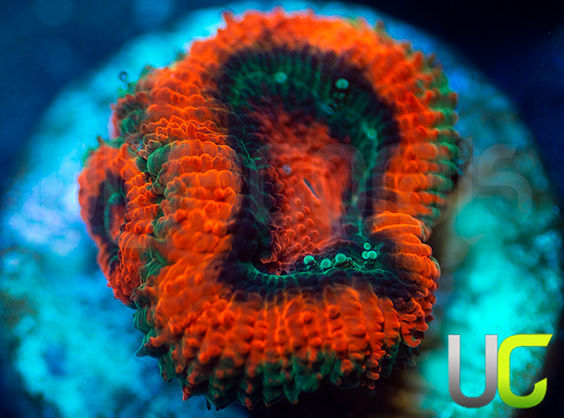 UC Mothership Micro Amakusensis